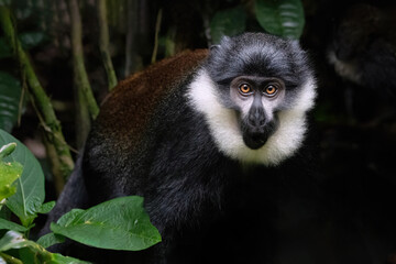 L'Hoest's Monkey