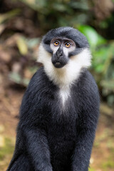 L'Hoest's Monkey