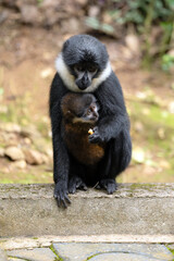 L'Hoest's Monkey