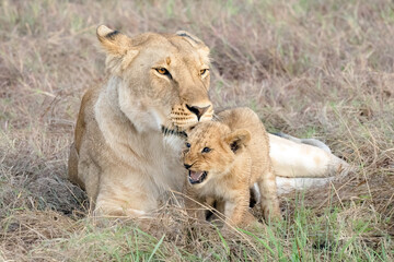 Mama Lion and Cub
