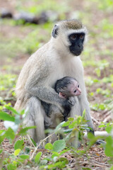 Vervet Monkey