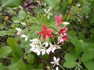 Rangoon creeper pink and white flowers