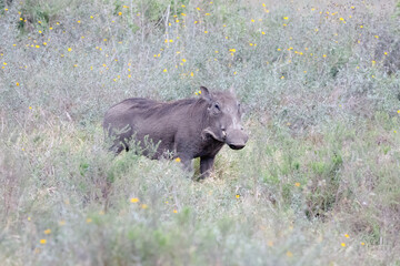 Warthog in Field