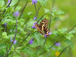Citrus swallowtail on blue flowers