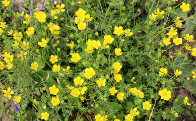Sardinian buttercup (Ranunculus sardous) grows in nature