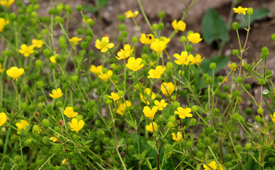 Sardinian buttercup (Ranunculus sardous) grows in nature