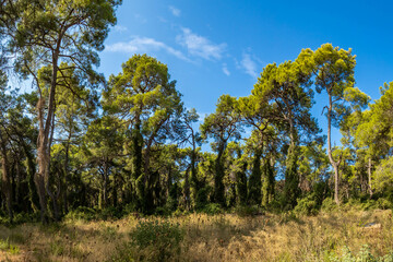 Sorgun Forest  with  trees overgrown with ivy at sunny day. Side, Manavgat, Antalya, Turkey	
