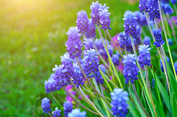 Spring flower background with muscari flowers, floral natural spring background with blue muscari flowers in spring blossom