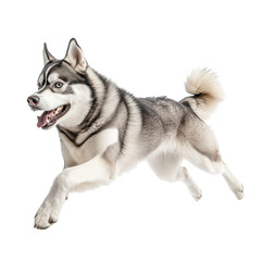 Siberian husky running happily, white isolate background