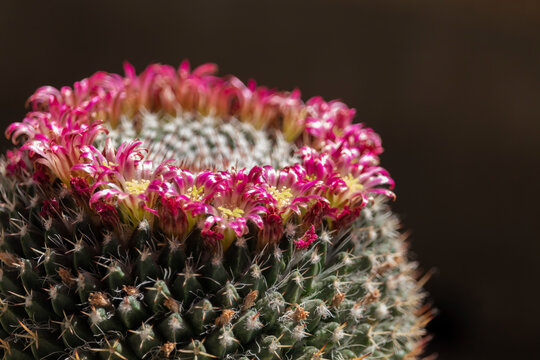 Mammillaria cactus blooming in pink.