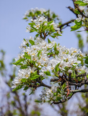 Flowering branch of pear against blue sky in garden, illuminated by sun.