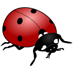 Obraz premium Ladybug - color drawing, top view, vector