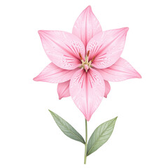 Closeup of a single pink lily flower with green leaves on a cutout background.