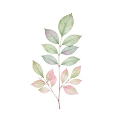 Fototapeta premium Watercolor painting of a delicate branch with green and pink leaves, isolated on a cut out background.