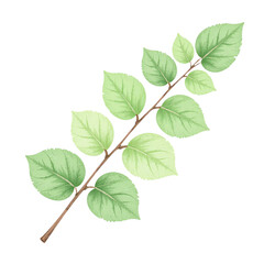 Watercolor illustration of a green branch with leaves on a cut out background.