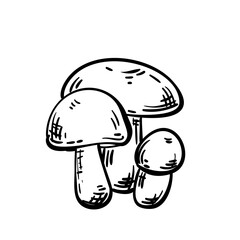 Mushrooms hand drawn illustration isolated, Champignons healthy food ingredient vector sketch monochrome black doodle on white background, Group of three cultivated mushroom