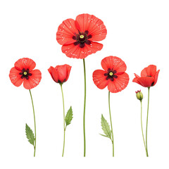 Image of six red poppies, various stages of bloom, cut out on a black background.
