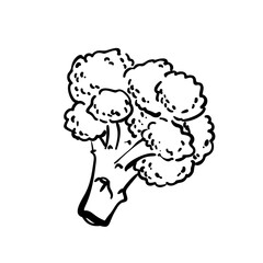 Broccoli hand drawn illustration isolated, Healthy vegetarian food ingredient vector sketch monochrome black line on white background