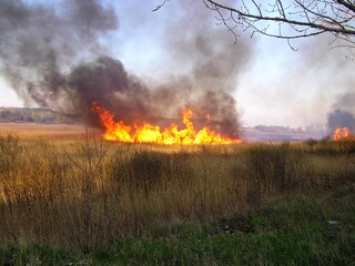 spring fire in the reeds