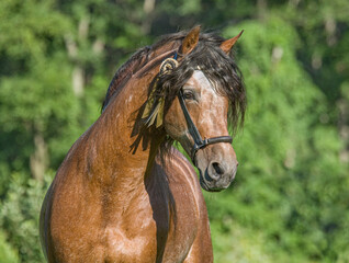 Naklejka premium Andalusian horse adult male stallion portrait with halter
