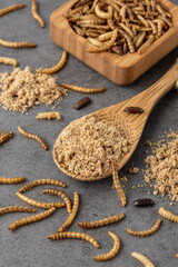 Flour with powder of edible mealworms in wooden spoon and insect in bamboo bowl on grey granite...
