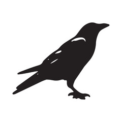 Fototapeta premium Crow silhouette vector isolated file with white background