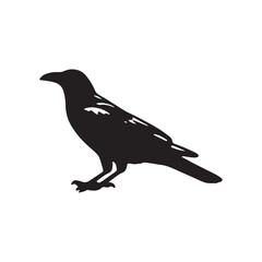 Crow silhouette vector isolated file with white background