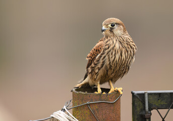 Common kestrel bird ( Falco tinnunculus )