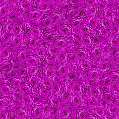 Seamless background of vibrant pink rose patterns