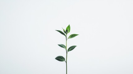 Fototapeta premium Single sprout growing; white background; new life; growth concept; website banner