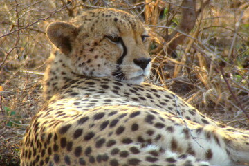 Close-up of a resting cheetah lying on dry grass with its head turned, spotted fur illuminated by warm natural light in the Phinda Game Reserve, South Africa