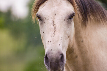 detail of adult male American Mustang horse face with flies and scarring