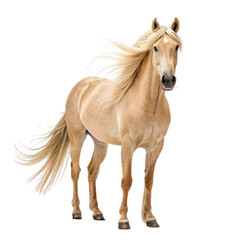 Golden horse standing gracefully isolated on white background