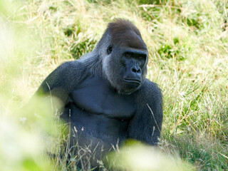 Western lowland gorilla (Gorilla gorilla gorilla) © dennisjacobsen