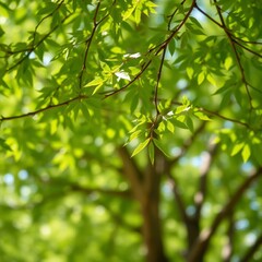 Horizontal shot of blurred green background vegetation of tree leaves on summer sunny day green natural environment and ecology safety Bokeh light lights background bokeh abstract light bright