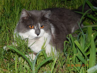 My beautiful cat © Анастасия Решетняк