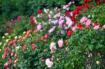 Fototapeta premium Roses flower garden in Volksgarten, Vienna,Austria, spring season