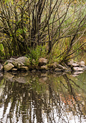 Trees and water reeds reflecting in a water pond with autumn colors