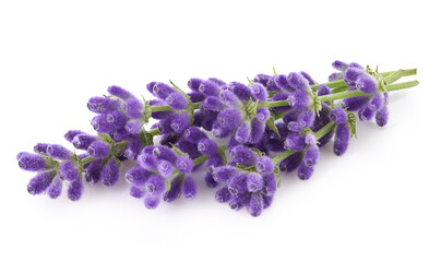 Lavender flowers isolated on white background 