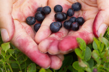 Hands presenting collected blueberries in a Swedish forest