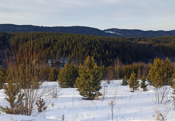A picturesque snowy forest landscape featuring beautiful pine trees during the winter season