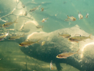 Obraz premium School of small perch swimming by sunken tree