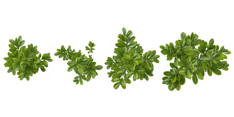 Obraz premium Collection of camphora,glauca plants on transparent background from the top view