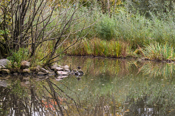 Trees and water reeds reflecting in a water pond with autumn colors