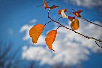 autumn leaves in the sky