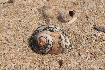 shell on the sand