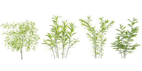 Collection of Morus,babylonica plants on transparent background