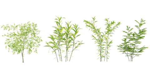 Collection of Morus,babylonica plants on transparent background