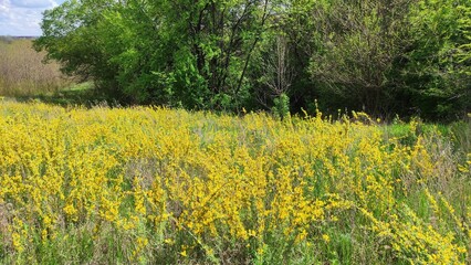 Nature's Radiance: A Blooming Landscape of Wildflowers