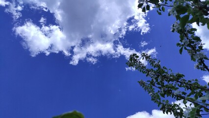 Fototapeta premium Daydreams Above: A Bright Sky with Fluffy White Clouds
